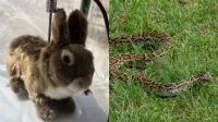 Gatinha some dentro de casa e é encontrada escondida dentro de pacote de papel higiênico