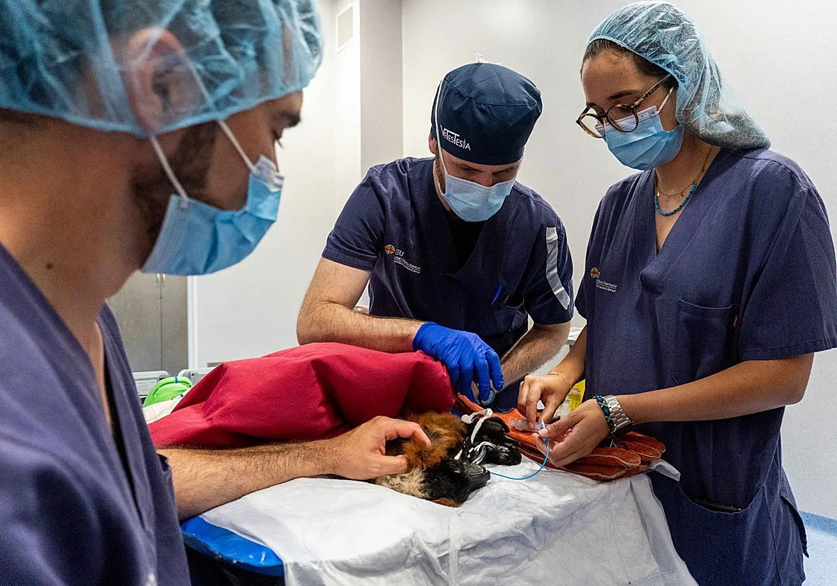 Una cirugía pionera devuelve la visión a un lémur en peligro crítico de extinción