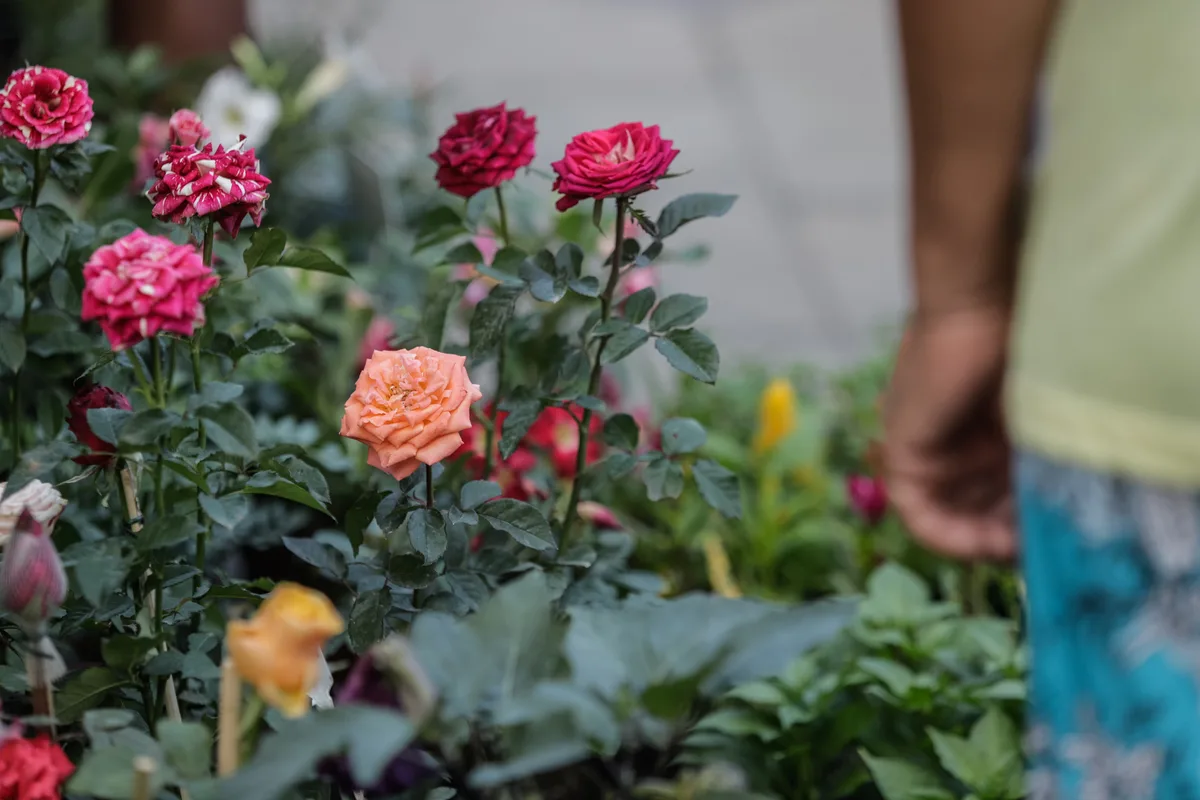 Primavera começa nesta terça, mas clima não muda de imediato; entenda