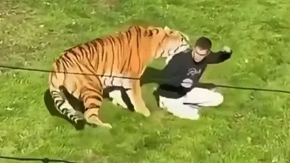 Tiger that mauled UK wildlife park visitor to death will not be euthanised