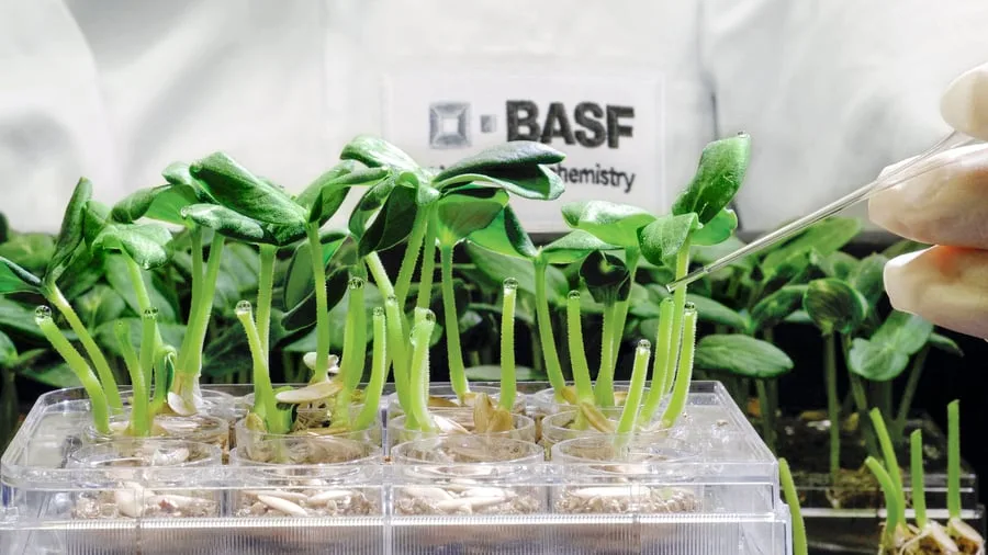 Chemieunternehmen: BASF: Diese vier Banken sollen die Agrarsparte 2027 an die Börse bringen