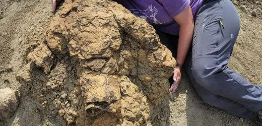 Spuren in North Dakota: Der Tyrannosaurus rex war hier – vor über 60 Millionen Jahren
