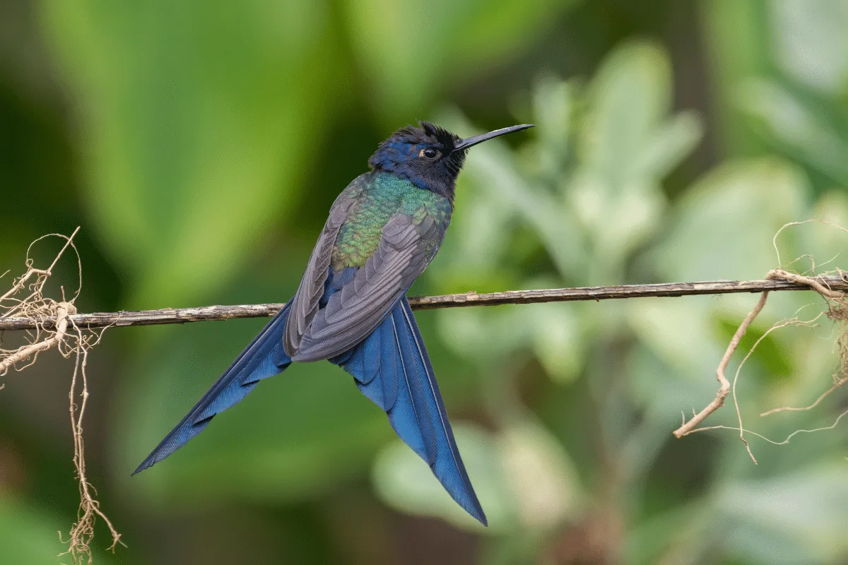 Aves brasileiras: 7 espécies mais bonitas do país