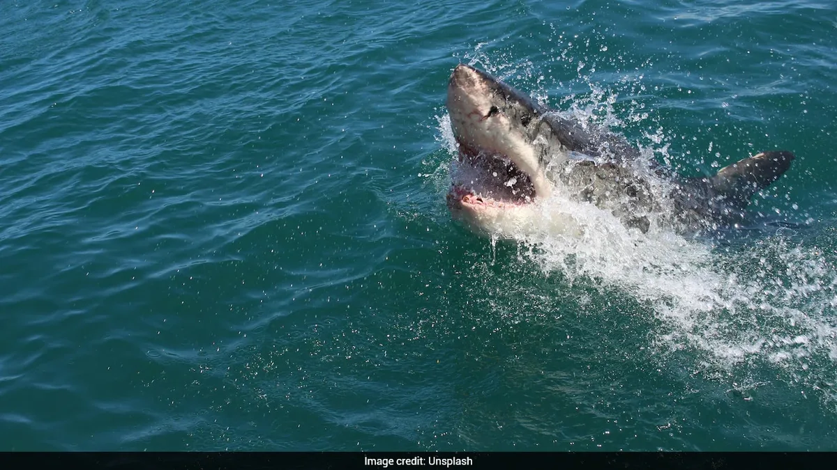 Australian Man Killed By Great White Shark As Authorities Issue Rare Kill Order
