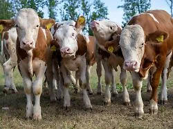 Vom Kalb zum Wiesn-Star: Die schönsten Ochsen fürs Oktoberfest