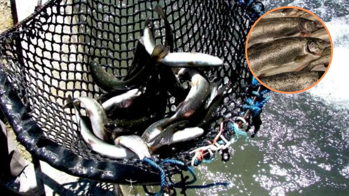 Oleaje en el lago Titicaca afecta crianza de truchas y genera riesgo de escasez en mercados de Puno, Cusco, Arequipa y Lima