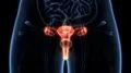 El ovario sigue activo después de la menopausia: qué han descubierto los investigadores