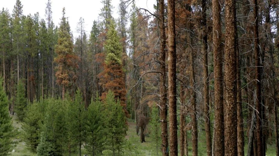 Trump administration moves to open up logging in national forests