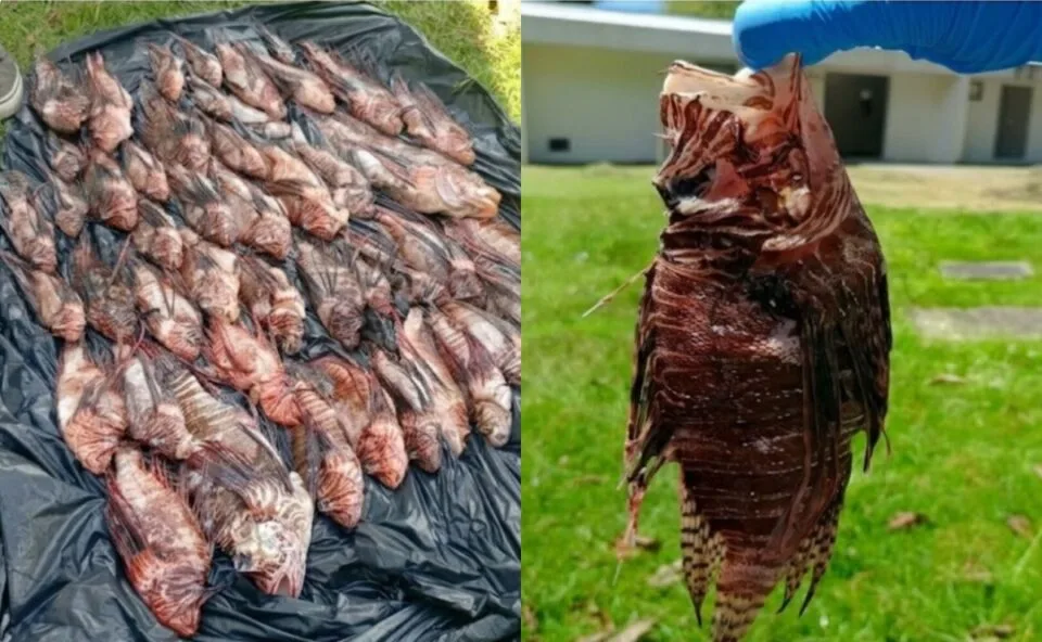 Com mais de 400 espécimes capturados no Brasil, peixe-leão acende alerta sobre bioinvasão