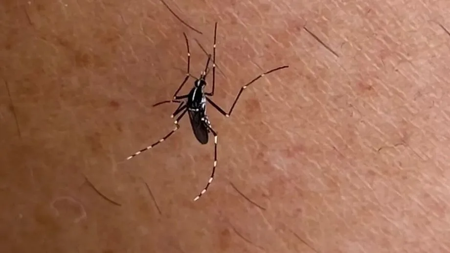 Grenoble : deux opérations de démoustication prévues dans la nuit de jeudi à vendredi, un cas de dengue détecté