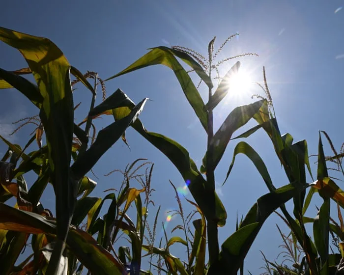 European farmers face ‘unprecedented crisis’ after successive heatwaves