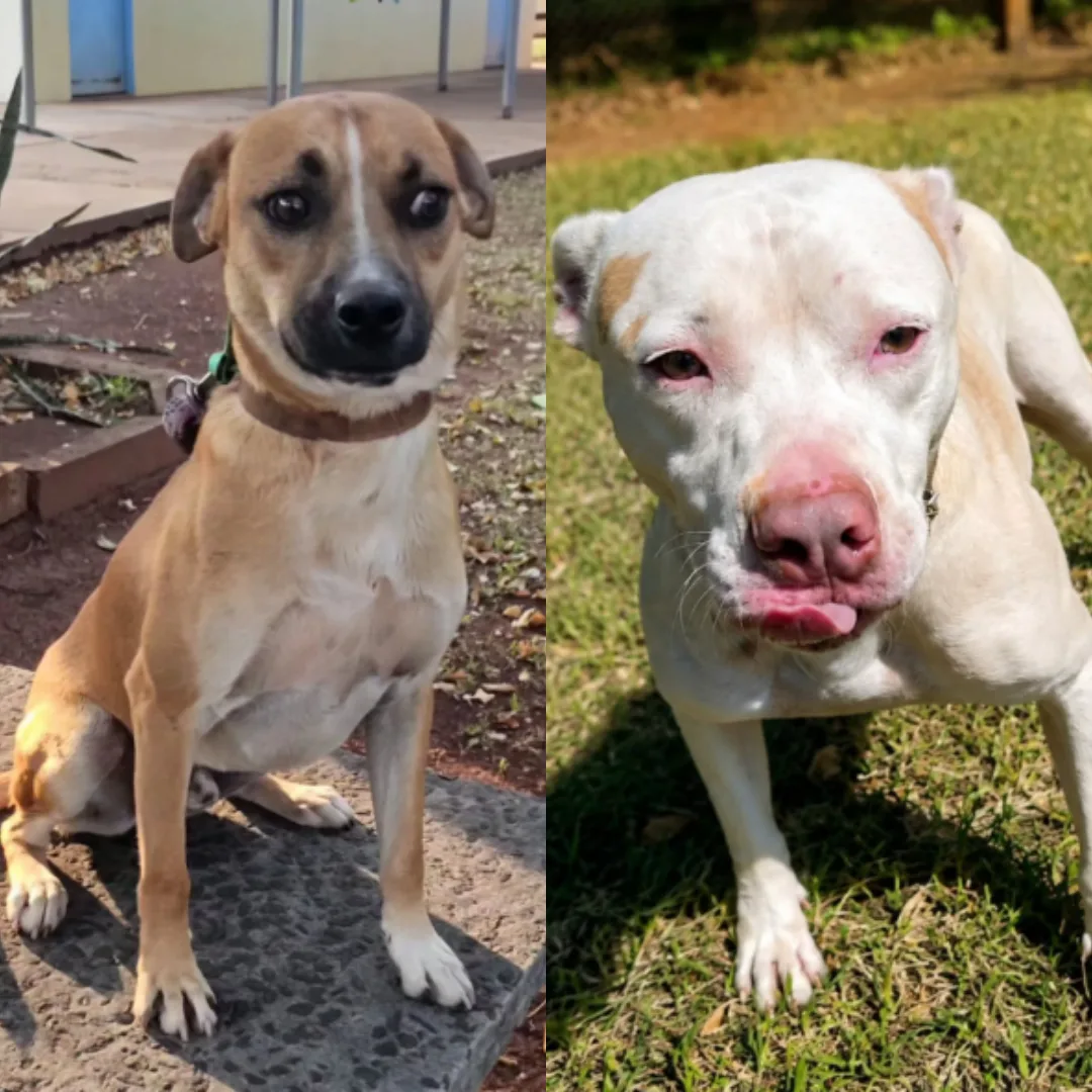Dois cães resgatados nas ruas aguardam pelos tutores no CCZ