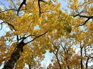 Pourquoi l’automne tombe-t-il un 23 septembre cette année ?