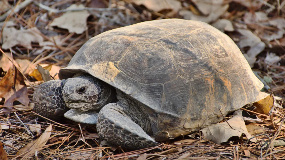 Mississippi landowners restored woodland for gopher tortoises; two decades later the same...