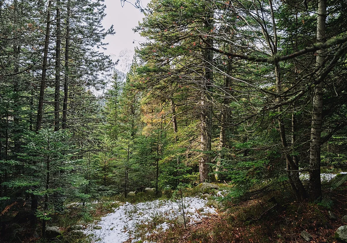 Aigüestortes, el refugio de los bosques más maduros de España