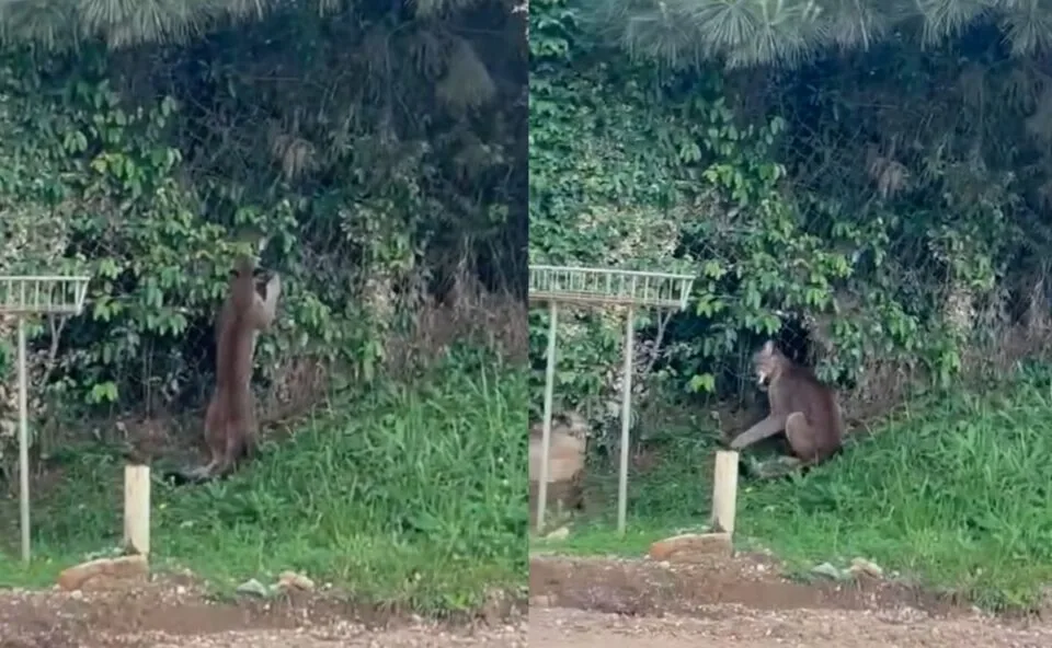Vídeo! Onça-parda ‘dá as caras’ em rua de Campo Largo e chama atenção de moradora; veja orientação do IAT