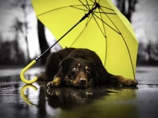 « Malade comme un chien », « une vie de chien »… Mais pourquoi les expressions avec le mot chien sont-elles négatives ?