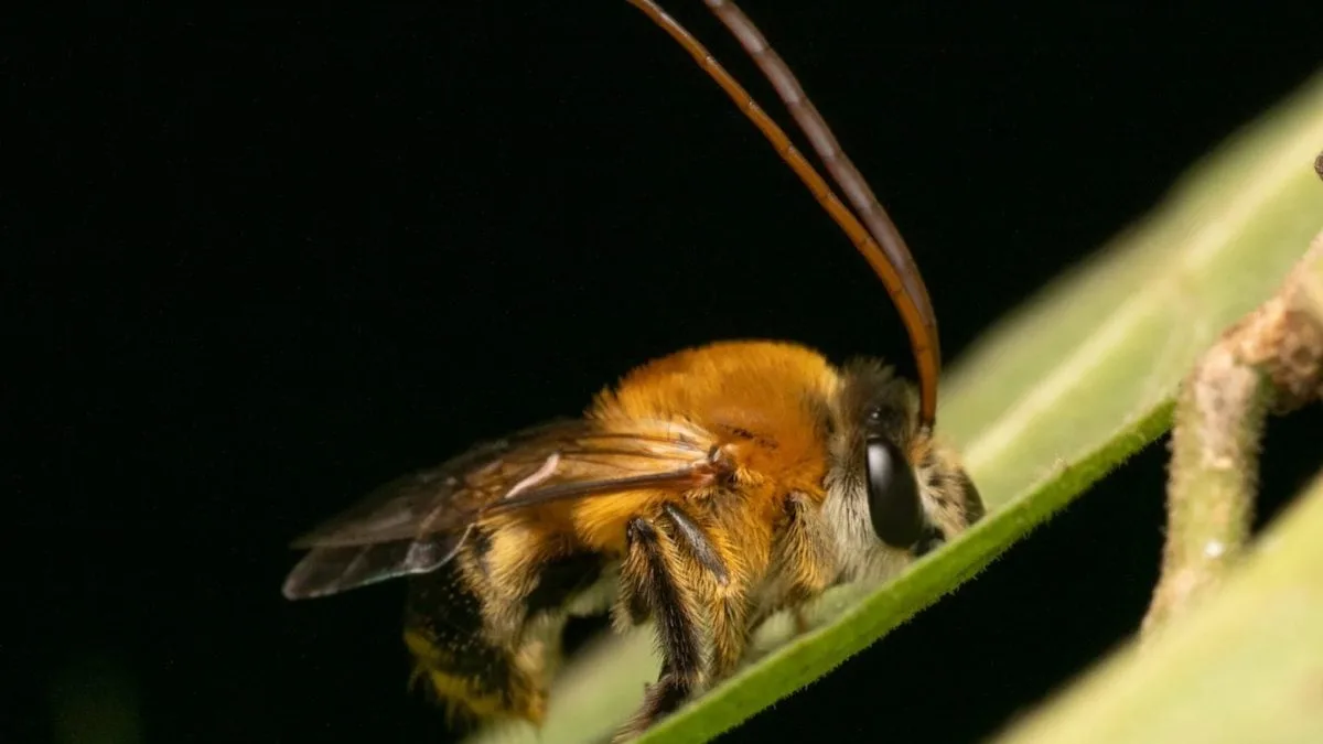 “Fenômica” revela história evolutiva das abelhas que o DNA não conta