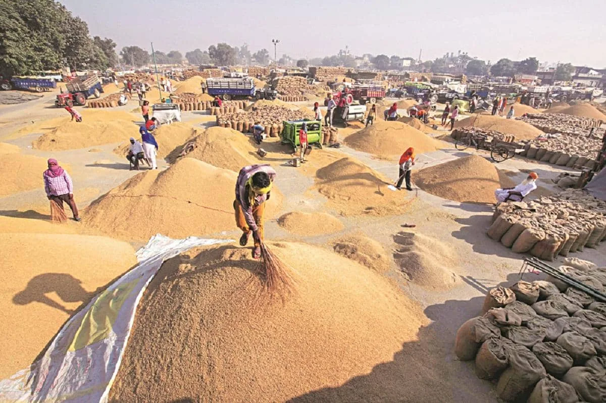 A problem of plenty in Haryana, Punjab as paddy glut sparks farmer distress