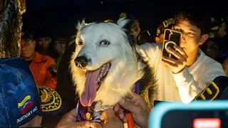 Maracaibo inmortaliza a Tsunami: el perro rescatista ya tiene su propia estatua