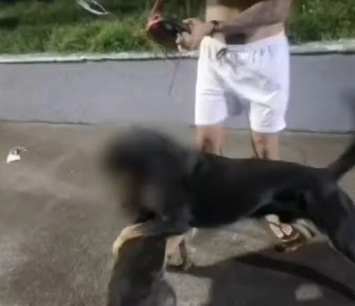 Cães são mortos e moradores denunciam série de ataques de rottweiler em Salvador