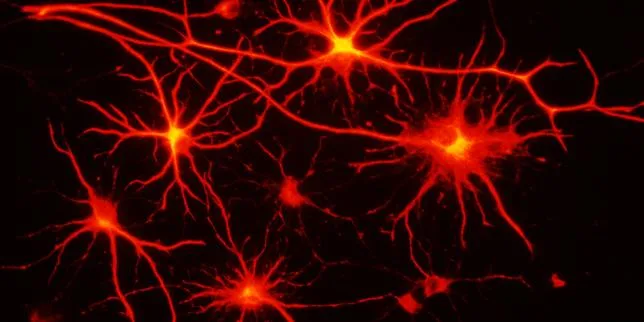 Convertir des cellules cérébrales en neurones pour lutter contre les maladies neurodégénératives
