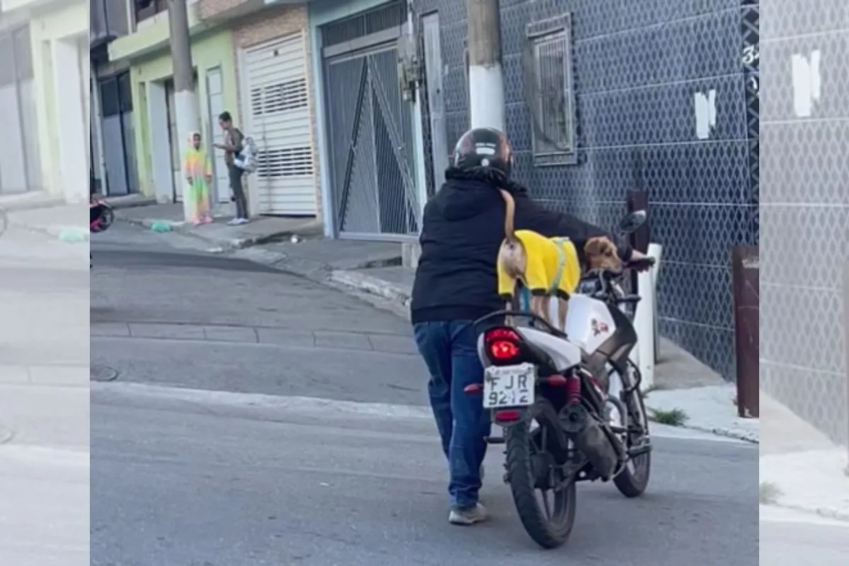 Na garupa: tutor leva cachorro para passear de moto e cena encanta web