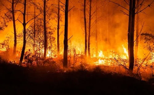 Incendios forestales en Europa detonan bombas de Primera y Segunda Guerra Mundial; el cambio climático desentierra explosivos