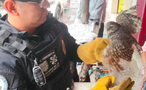 Rescatan a búho enano en alcaldía Benito Juárez; no podía volar