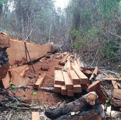 Ibama fará leilão de 6 mil m³ de madeira apreendida em Roraima no dia 28
