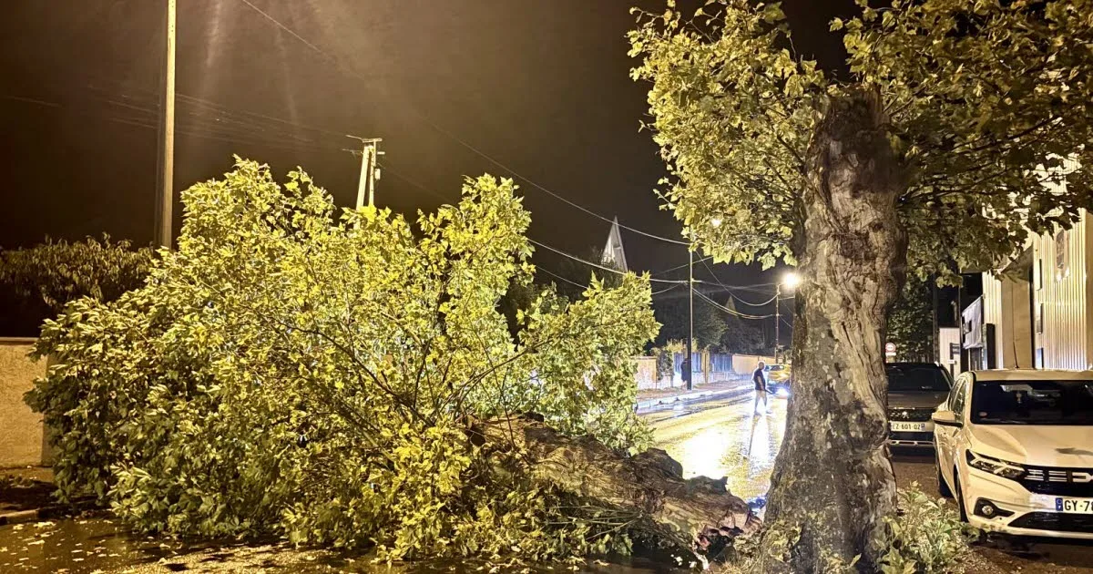 Loire. Un arbre s’effondre à Montrond-les-Bains : les habitants évoquent une « mini tornade », le trafic SNCF perturbé