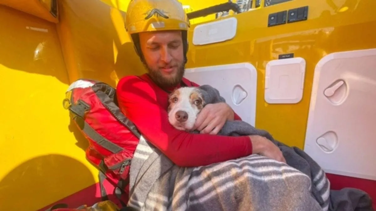 Cachorro é levado pelo mar e desaparece diante dos donos: Bean foi arrastado por 200 metros, e os socorristas precisaram entrar na água para encontrá-lo