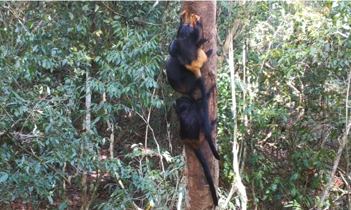 Câmeras registram 'vida secreta' de micos-leões-pretos no alto da Mata Atlântica