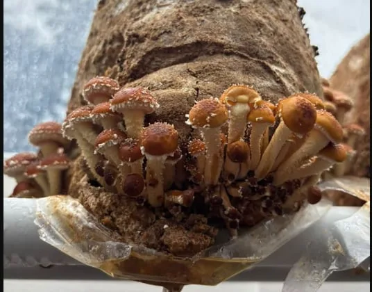“Una fábrica de droga”: la trama de la falsa denuncia al cultivador de hongos que terminó preso