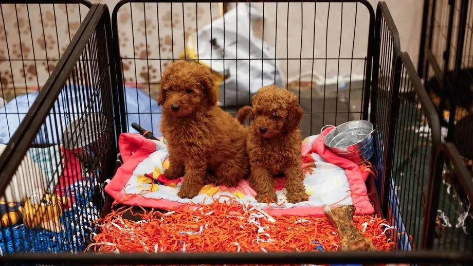 La Fondation 30 millions d'amis réclame l'interdiction des salons du chiot et du chaton