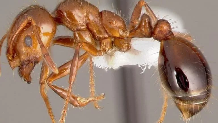 Everything you need to know about invasive red fire ants
