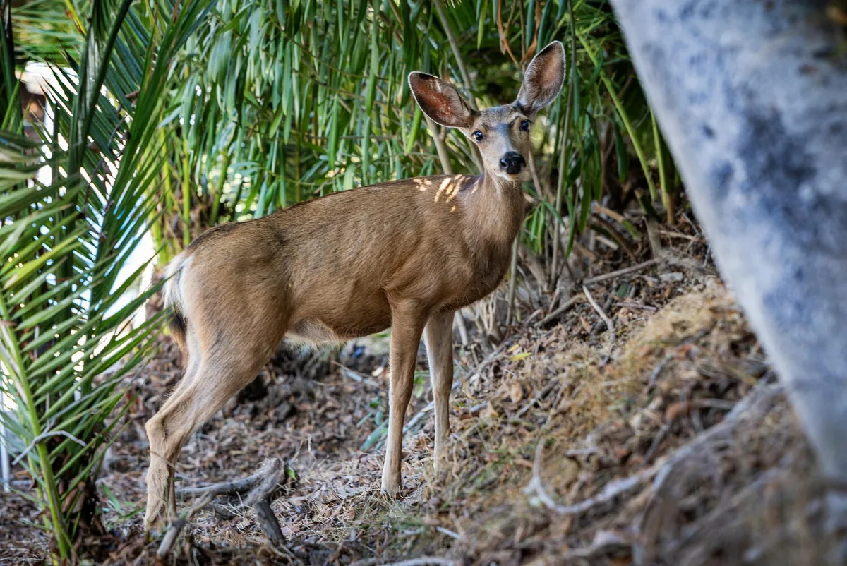 Killing of Catalina Island deer will go forward despite last-minute appeals