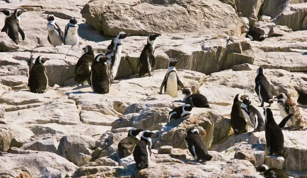 FEARS OF CATASTROPHE: Sardine deaths threaten Algoa Bay’s endangered African Penguins