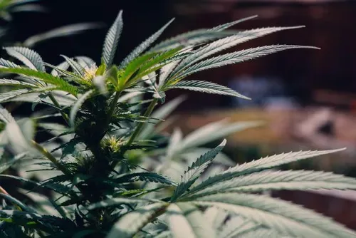 Cannabis use linked to more severe psychosis, higher relapse risk, South African study finds