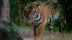 Zoo advertises tickets for 'child predator tour'