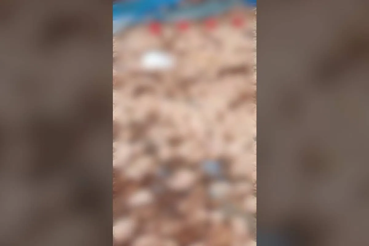 Vendaval deixa 20 mil frangos mortos em propriedade do Paraná; ventos chegaram a 124 km/h em cidade