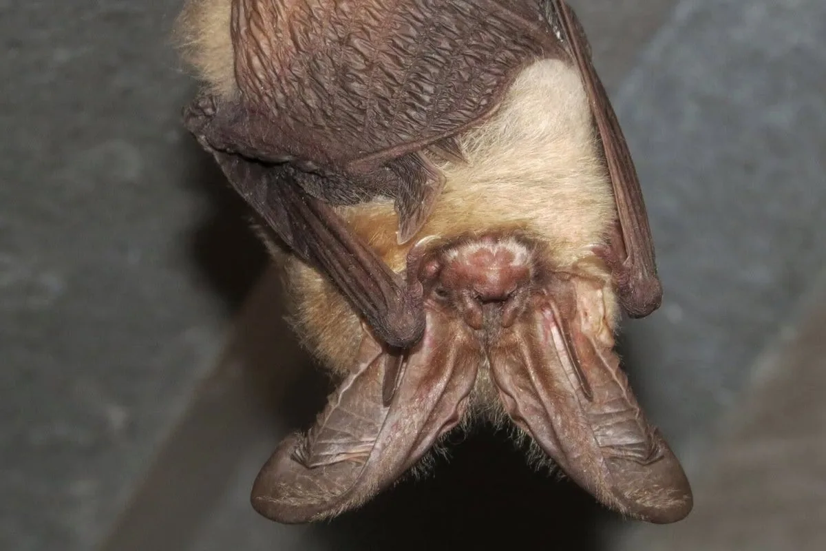 Batman would have a field day at this under-seige National Park