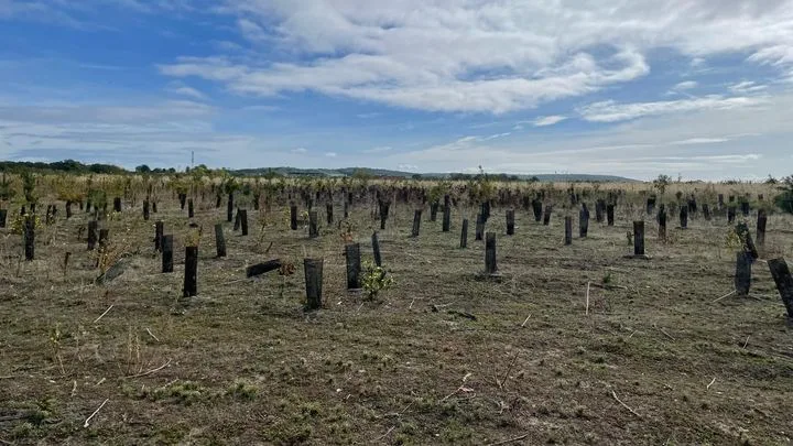 Maubuisson : la naissance d'une forêt de 1 300 hectares aux portes de Paris