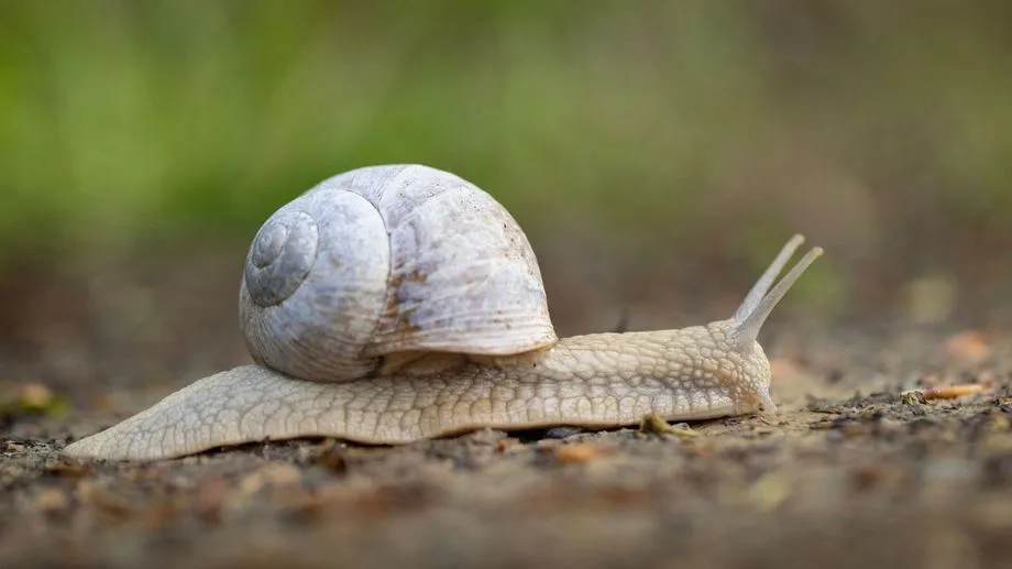 "Plus de 80 % de mortalité", les canicules créent de gros dégâts dans les élevages d'escargots des Pyrénées-Orientales