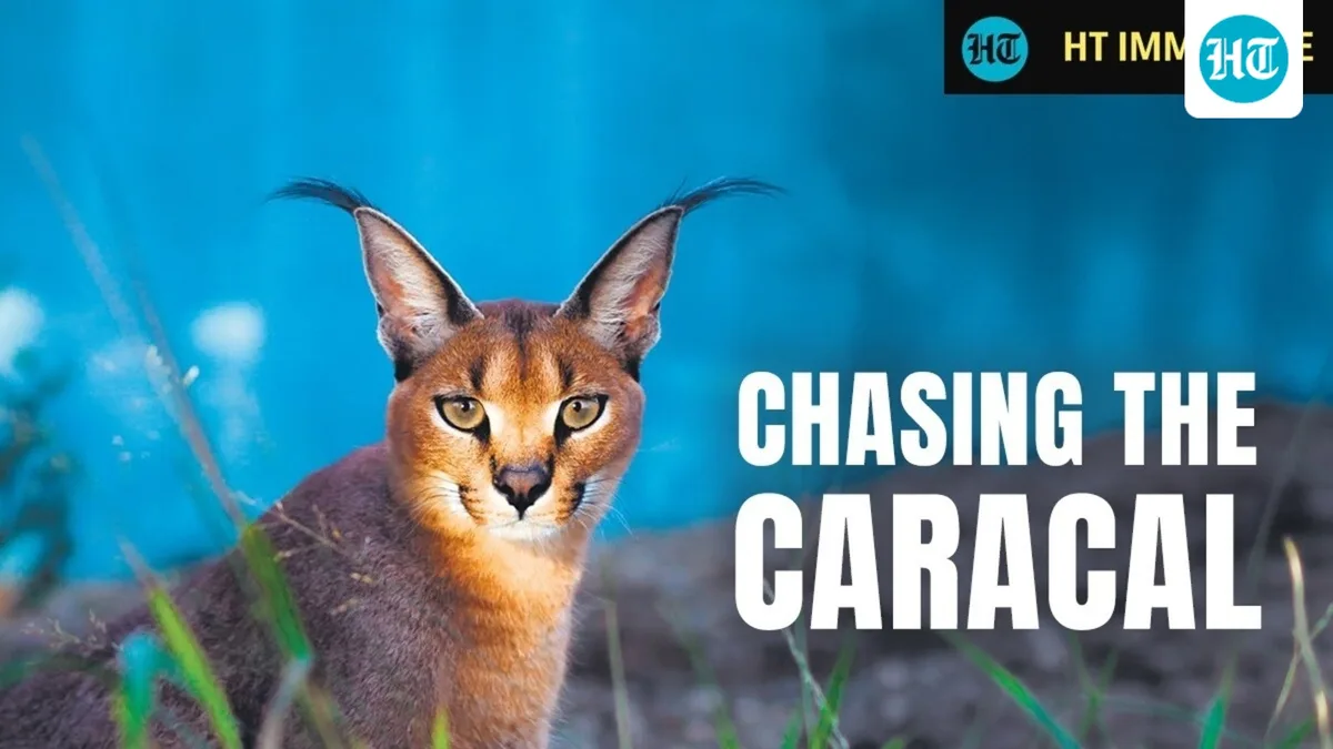 Inside the race to save the elusive caracal | HT Immersive