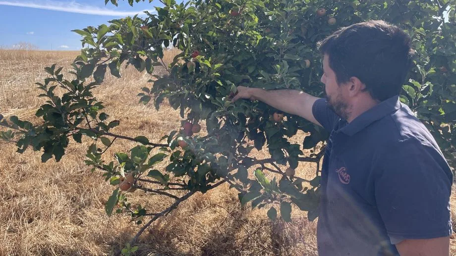 "Il y a des tâches de brûlé sur les pommes" : l'année 2026 ne sera pas un bon cru pour les producteurs de cidre