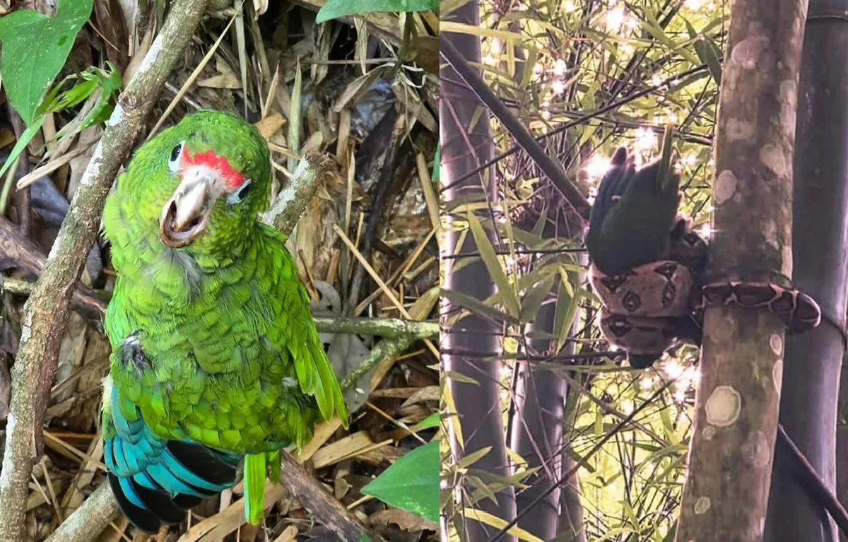 Papagaio ameaçado de extinção é resgatado enrolado em jiboia; fotos