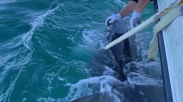Shark sightings off northern Newfoundland a welcome sign for researcher