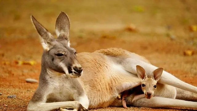 Tiere: Kängurubabys auf Entdeckungstour im Zoo Heidelberg