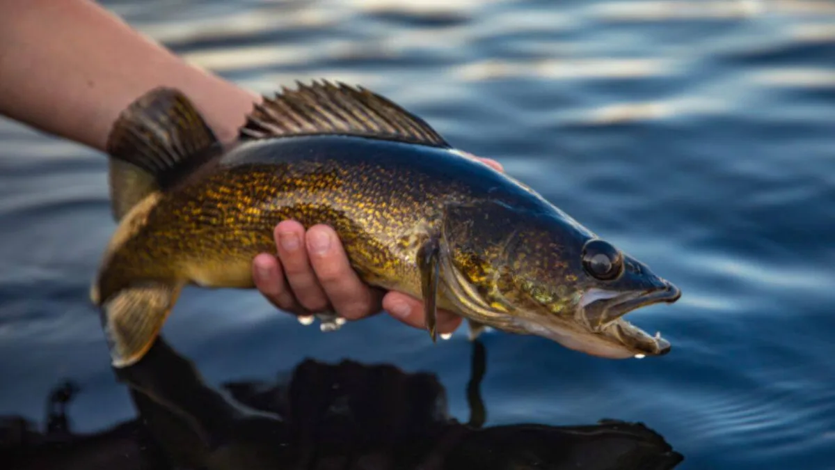 Scientists removed 285,000 fish from a Wisconsin lake to help walleye, but perch rose 788% instead